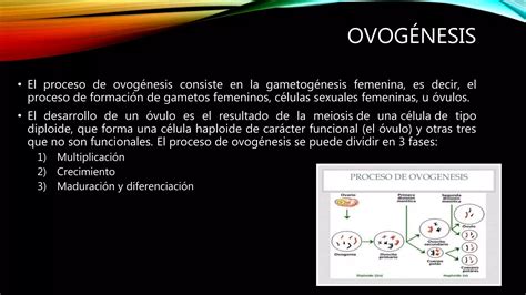 Etapas de la Ovogénesis y la Espermatogénesis PPT