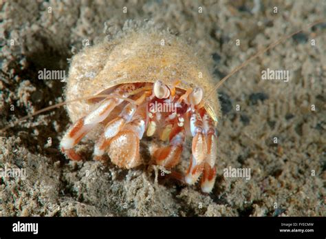 Alaskan Einsiedlerkrebs Fotos Und Bildmaterial In Hoher Aufl Sung Alamy