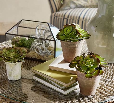 Potted Faux Echevaria Succulent Pottery Barn