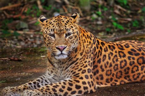 Leopard Jungle Wildlife · Free photo on Pixabay