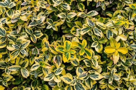 20 Evergreen Shrubs That Are Perfect for Shade