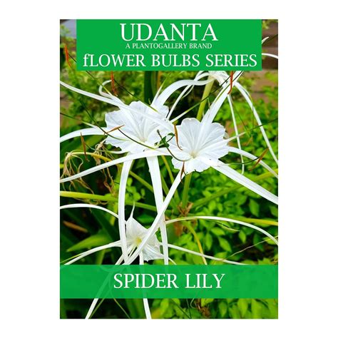 Udanta Scented Spider Lily Flower Bulbs For All Season Pack Of 20