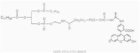 Dope Peg2k Fitc二油酰磷脂酰乙醇胺 聚乙二醇 荧光素 知乎