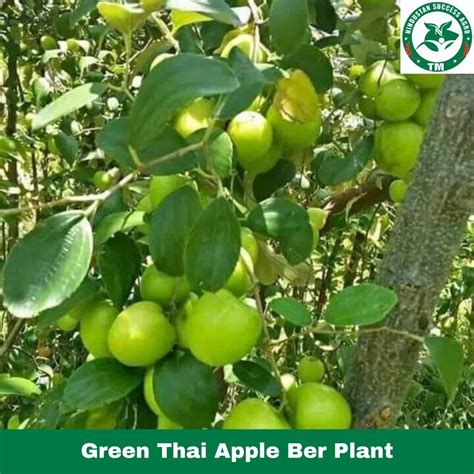 Full Sun Exposure Green Thai Apple Ber Plant For Garden At Rs 12 Plant