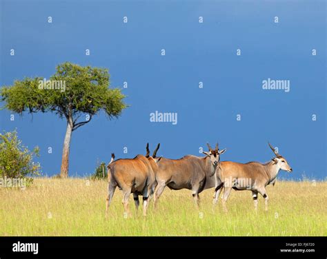 Common Eland Southern Eland Taurotragus Oryx Tragelaphus Oryx