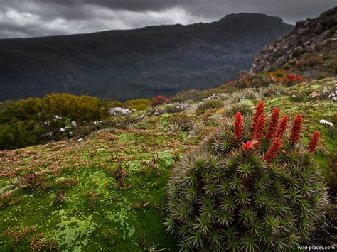 The Quest for Cushion Plants – Wild Places