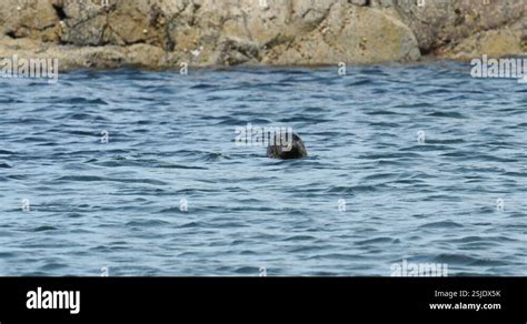 A Common Or Harbour Seal Phoca Vitulina At Stenness On Esha Ness