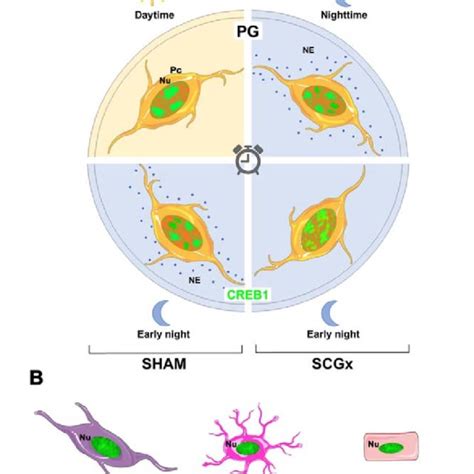 Schematic Representation Of The Spatio Temporal Dynamics Of Nuclear