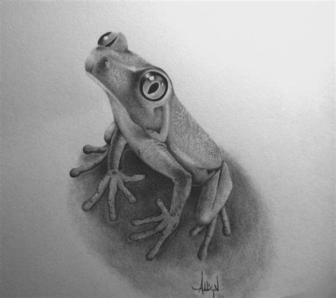 Tree Frog By 5000addy Tekenen Schetsen Kikker