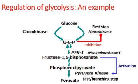 Exam Biochemistry L Enzymes V Regulation Of Enzyme Activity