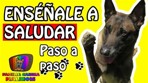 CÓmo EnseÑar A Un Perro A Saludar El Saludo Levantar La Pata