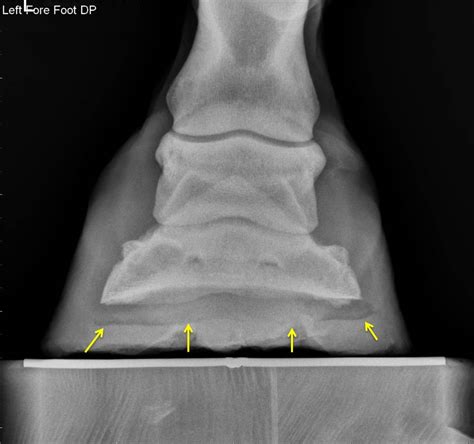 Michael Porter Equine Veterinarian Recurrent Foot Abscess