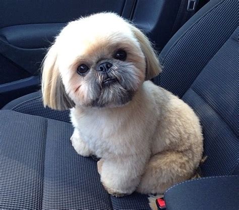 Is This Dougie The Shihtzu Cute Nevertheless Shitzu Dogs Shih Tzu