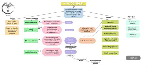 Mitocondria Mapa Conceptual Udocz The Best Porn Website