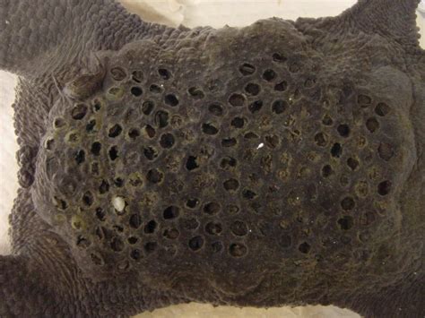 Фото Суринамская Пипа