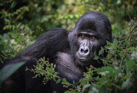 Rwanda Gorilla And Golden Monkey Tracking Ramaiza Adventure Safaris