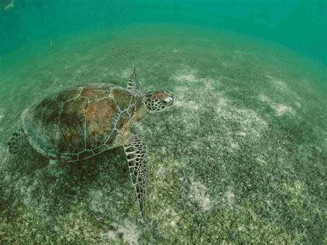 Akumal Snorkeling Tour Guide: How to Swim with Sea Turtles in Akumal ...