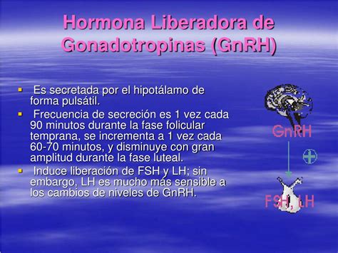 PPT Anatomía y fisiología del aparato reproductor femenino PowerPoint