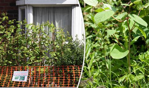 Japanese Knotweed The Weed That Is Strangling House Sales Uk News