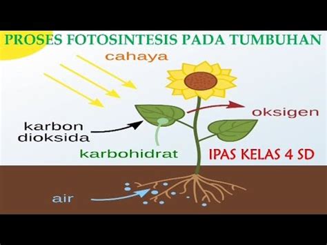 Proses Terjadinya Fotosintesis Pada Daun Edward Hudson