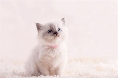 162,872 Cute Kitten Blue Eyes Royalty-Free Photos and Stock Images ...