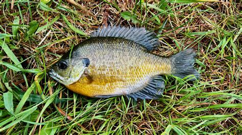 Bluegill Fishing Tips: Master the Art of Catching the Vibrant Freshwater Sunfish - FishOnTips