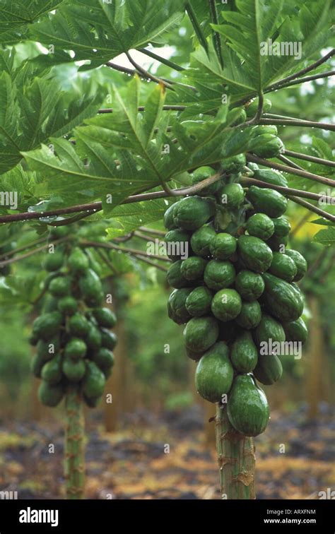 Papayas Growing On Tree Stock Photo Alamy