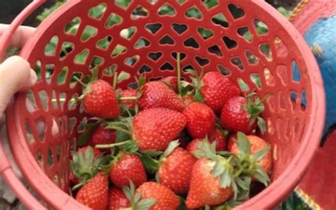 10 Rekomendasi Kebun Wisata Petik Strawberry Di Bandung