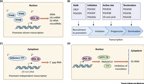 Rna Polymerase Iii As A Gatekeeper To Prevent Severe Vzv Infections