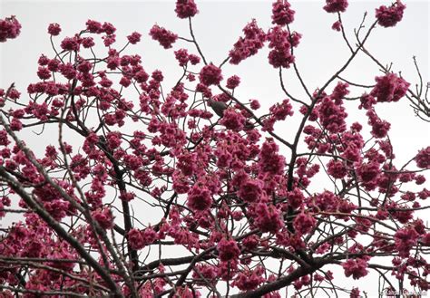 Japanese Plum Trees First Blossoms Of The Year Blooming Japanese