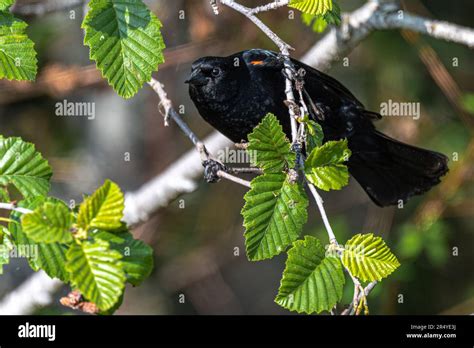 Male Red Winged Blackbird Agelaius Phoeniceus In A Tree Stock Photo