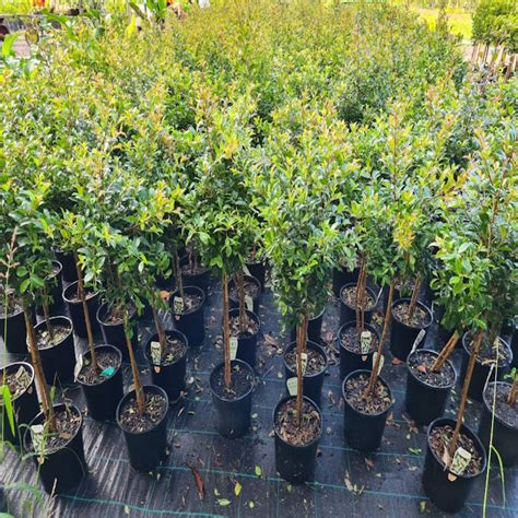 Syzygium Austral Resilience I Lilly Pilly The Australian Plant Shop