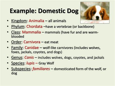 PPT - Taxonomy: PowerPoint Presentation, free download - ID:2990774