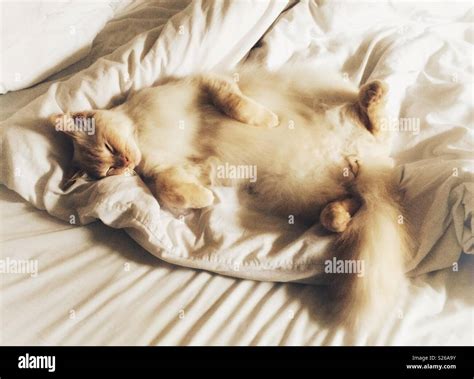 White Ragdoll cat sleeping Stock Photo - Alamy