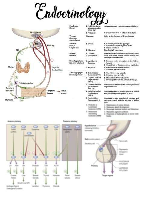 SOLUTION Basic Anatomy Of Endocrinology Nursing Notes Studypool