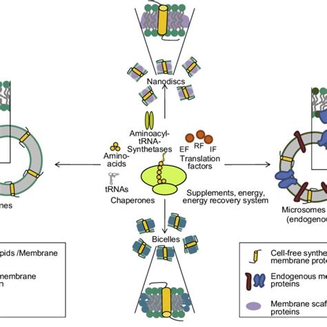 Cell-free synthesis of membrane proteins in presence of different lipid ...