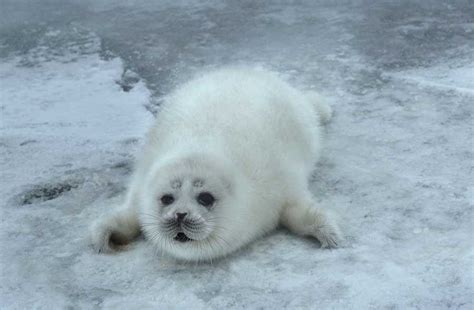 Caspian Seal Habitat Awarded Important Marine Mammal Area Status Kaspika