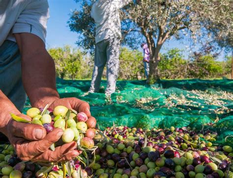 Quand et comment récolter les olives