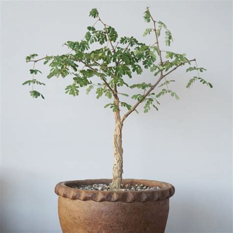 Acacia Burkei Bonsai | Cloud-Hidden Plants - A Unique Plant Store in ...