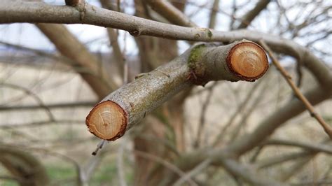 Free Images Tree Nature Branch Wood Leaf Flower Trunk Wildlife