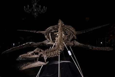 100 Million Year Old Fossil Is Australia S First Complete Plesiosaur