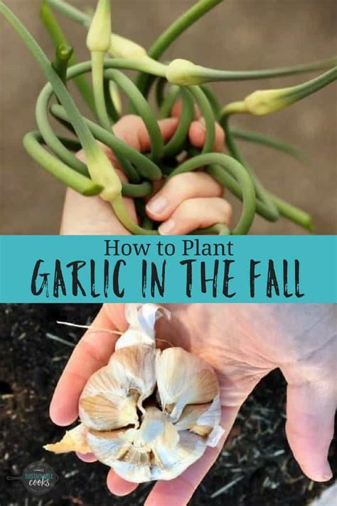 The Easy Way To Plant And Grow Garlic Artofit