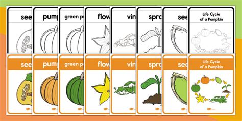 Life Cycle Of A Pumpkin Posters Teacher Made