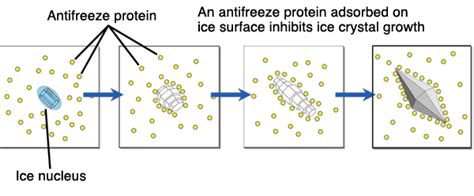 Antifreeze proteins; Antifreeze Glycoproteins