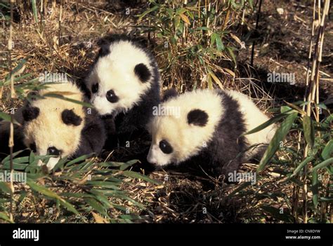 Three Baby Pandas Playing The Bamboo Bush Wolong Sichuan Province