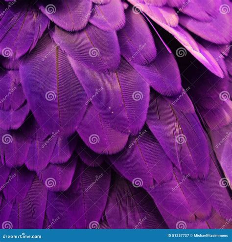 Purple Macaw Feathers Stock Image Image Of Feather Feathers 51257737