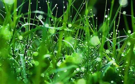 Hd Wallpaper Green Grass Dew Drops Freshness Nature Green Color