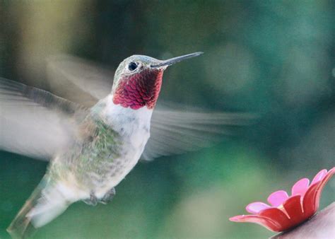 Hummingbirds In Florida: Here Are The Species To Look For