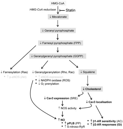 The main cholesterol synthesis pathway is highlighted in grey. The ...