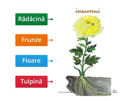 P R Ile Unei Plante Labelled Diagram